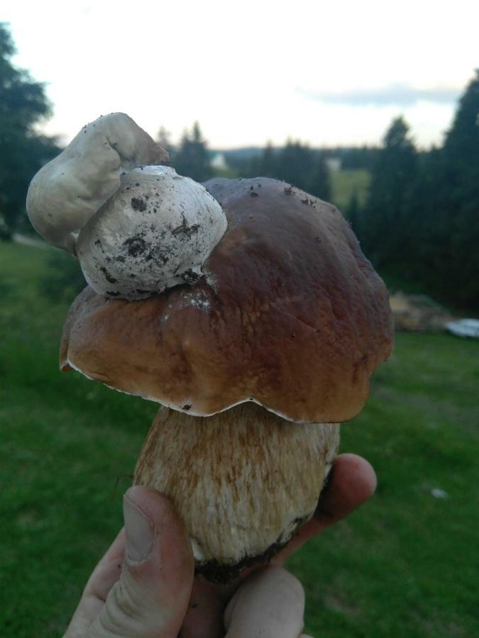 Cottage Bosaca Žabljak 外观 照片